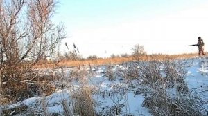 Охота на зайца. Январь 2025