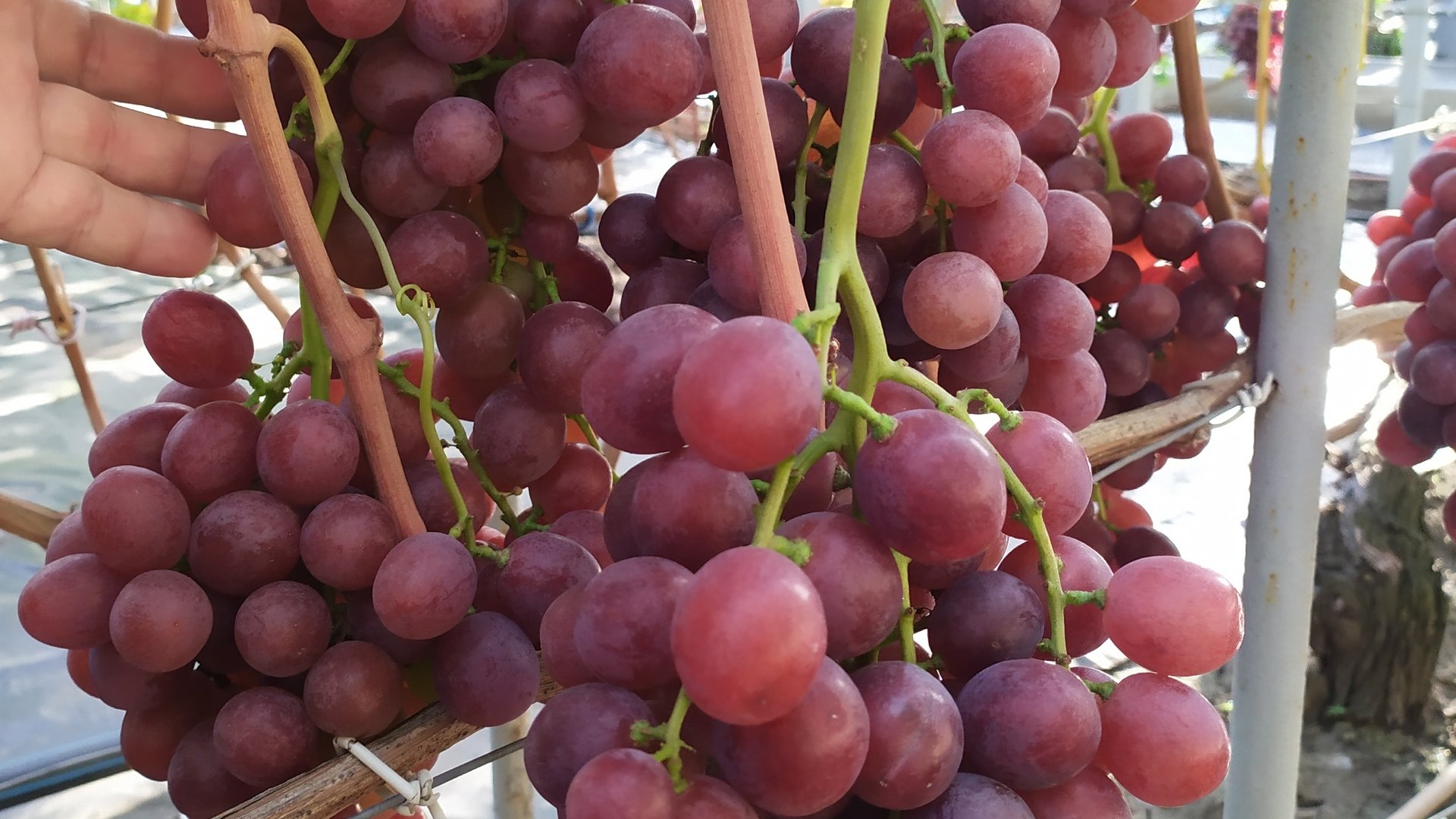 Виноградное АССОРТИ в сентябре 2025г.
 ЧАСТЬ 6