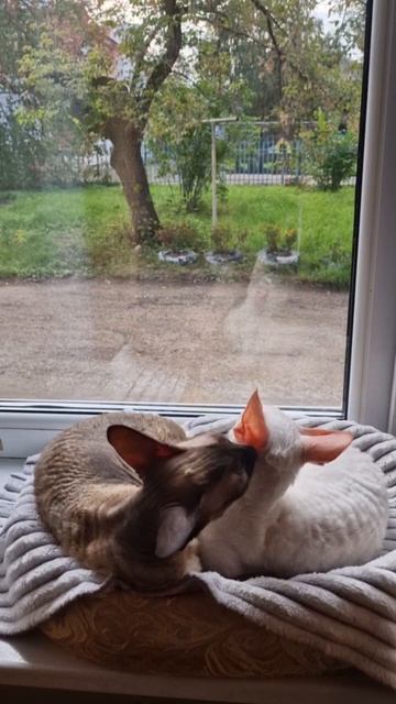 Тимона и Лев