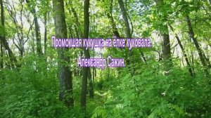 Промокшая кукушка на ёлке куковала. Александр Сажин.  группа «Стожар»