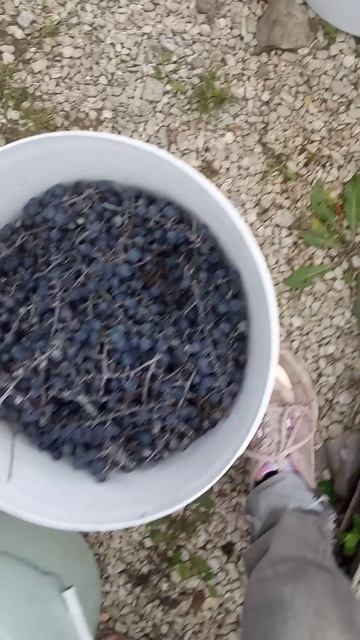 Сорт винограда Родина смотреть онлайн