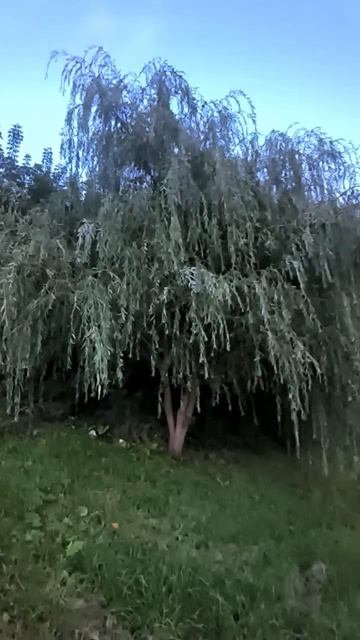 Раскидистая ива смотреть онлайн