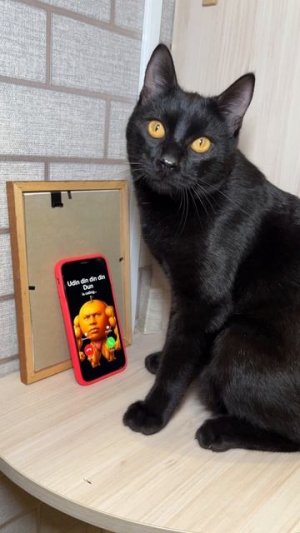 Что это за помидор? 🙀 #кот #кошка #котики #животные #итальянскиемемы #брейнрот