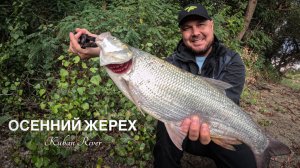 Осенний жерех на компактные воблеры. Рыбалка на реке Кубань. Выгулял Evergreen Superior SPRS-93MH-T