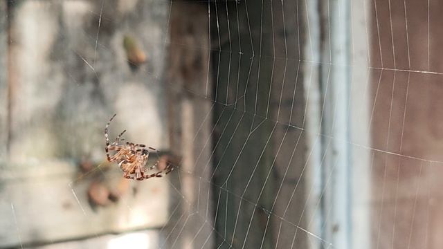 Паук плетет паутину. Покажите своим детям, им будет интересно.