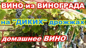 ВИНО из ВИНОГРАДА на «ДИКИХ» ДРОЖЖАХ ! ДОМАШНЕЕ ВИНО !