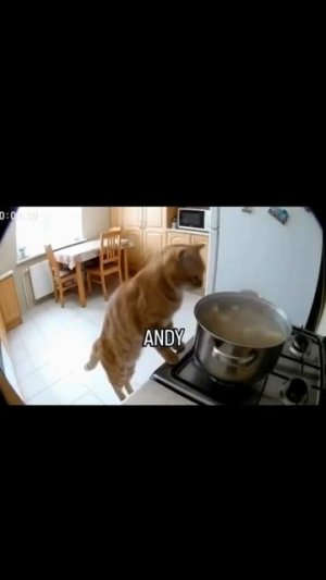 Наташа, иди кушать🐱