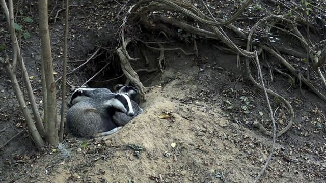 Барсуки видео фото ловушки смотреть онлайн