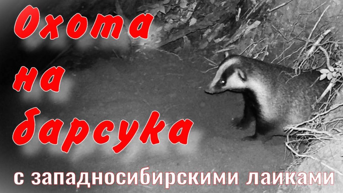 За барсуком западносибирскими лайками отправился за грибами нашёл заброшенную избу барсучий городок смотреть онлайн