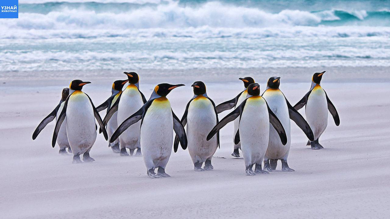 Как передвигаются пингвины и почему у них походка вразвалку? смотреть онлайн