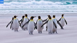 Как передвигаются пингвины и почему у них походка вразвалку?