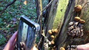 Запись стрима с Ютуба от 19.09.25. Гуляем по лесу с Псом Кубиком