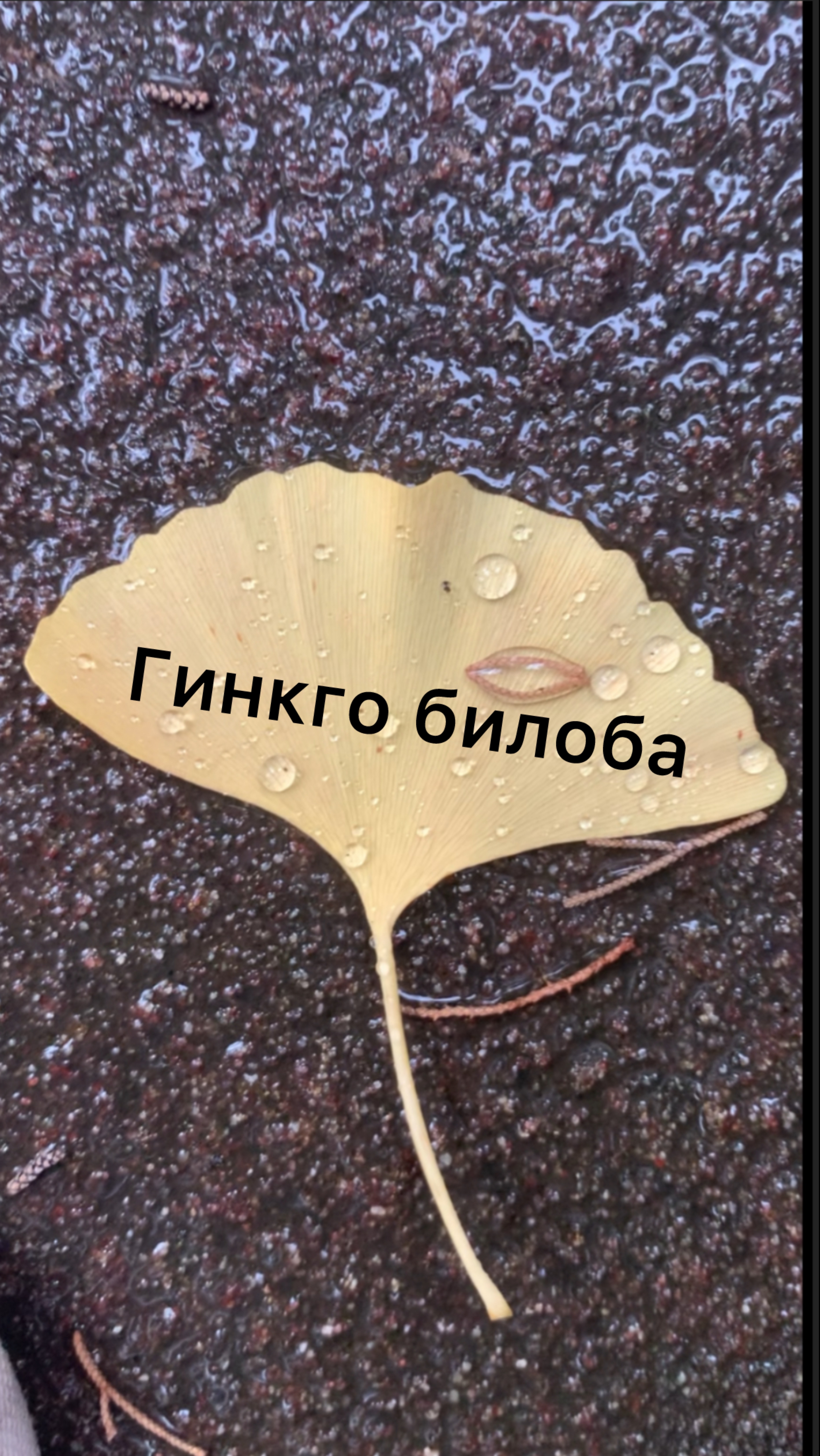 🌿 Гинкго билоба: Древо долголетия и здоровья