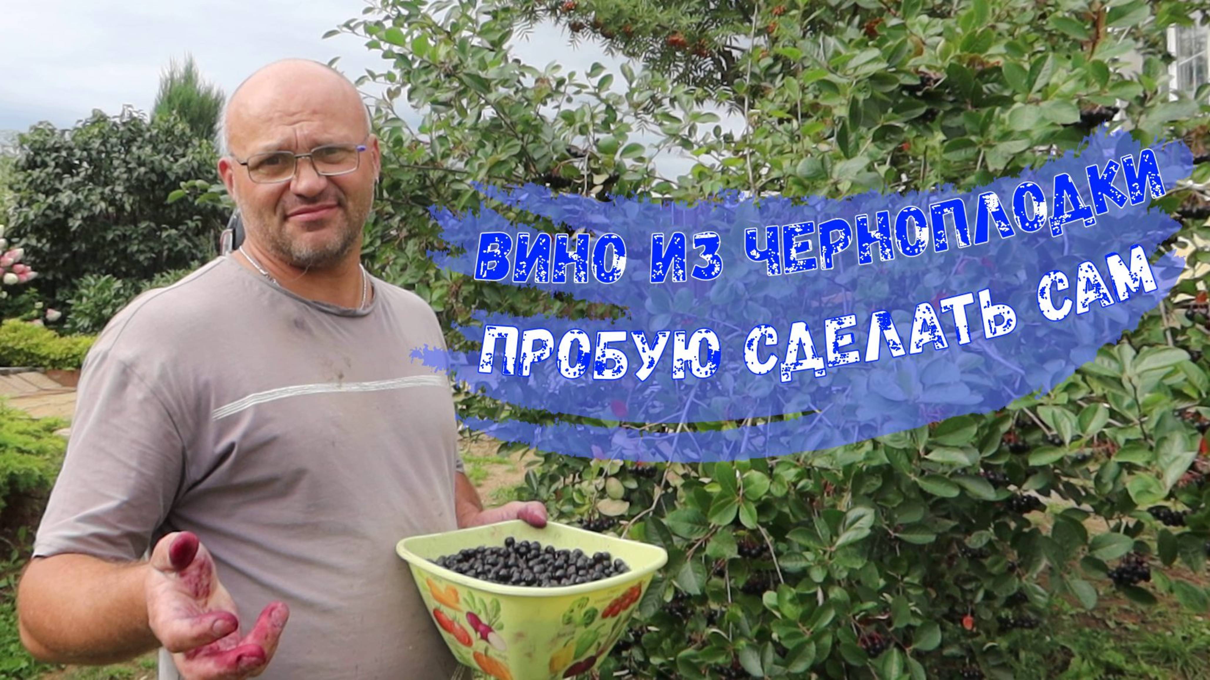 Вино из черноплодки. Пробую сделать сам. (Август 2025 г.)