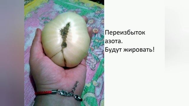 Помидоры! Чтобы урожай ТАЧКАМИ! А ты это знал??