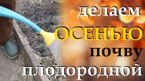 Поливаю осенью почву этим средством для плодородия и защиты от болезней