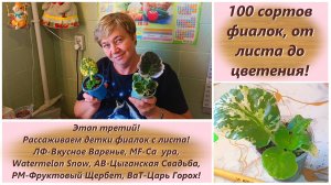 100 сортов фиалок, от листа до цветения! Этап третий! Рассаживаем детки фиалок с листа!