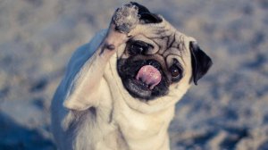 СМЕШНЫЕ КОТЫ И СОБАКИ | ЛУЧШИЕ ПРИКОЛЫ С КОТАМИ, КОШКИ, ЖИВОТНЫЕ