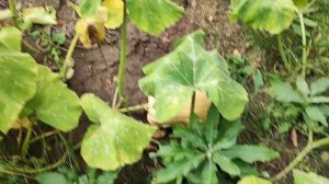 Мы на даче, обход после отдыха на море.