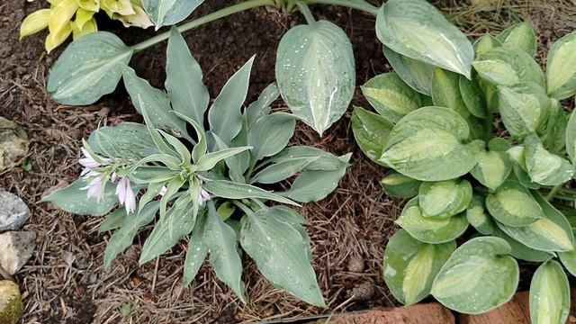 Новые хосты и мартагоны в теневом цветнике 2025 смотреть онлайн