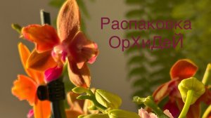 Обзор ПОКУПОК с ОрХиДиУмА ✨