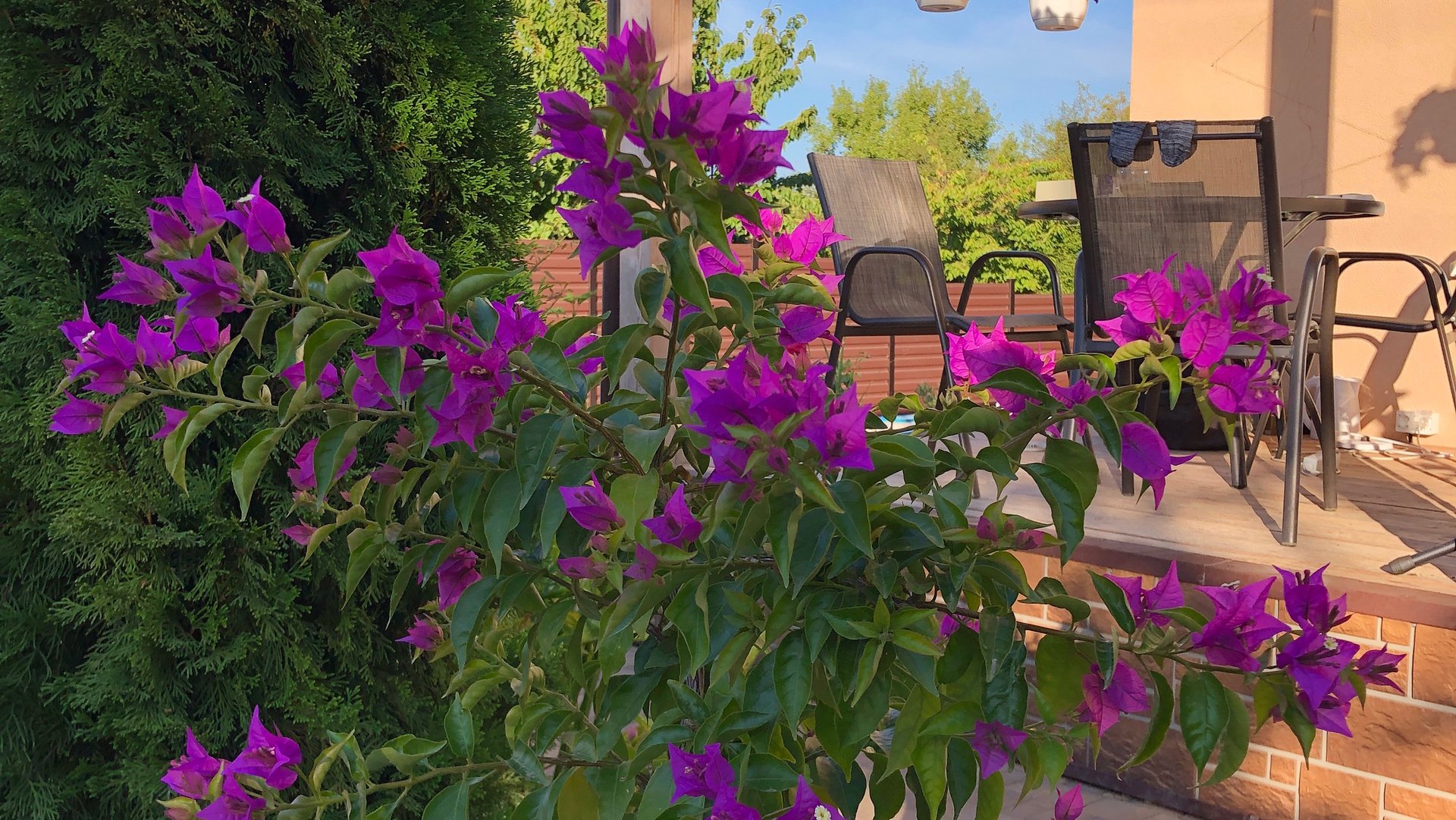 Зачем я пересаживаю Бугенвиллею второй раз за сезон? смотреть онлайн