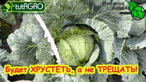 ФИНАЛЬНАЯ ПОДКОРМКА КАПУСТЫ НА ДОЛГОЕ ХРАНЕНИЕ БЕЗ ГНИЛИ и ТРЕЩИН.