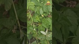 Отзыв о наших пчеломаток с облетника Красный Маяк kmk