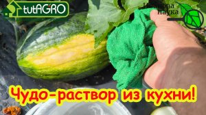 ТЫКВЫ НЕ ГНИЮТ, ХРАНЯТСЯ ДО НОВОГО УРОЖАЯ и ДАЖЕ ДОЛЬШЕ! Всего 3 шага к вкусным сладким тыквам.