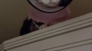 Кот-космонавт :)