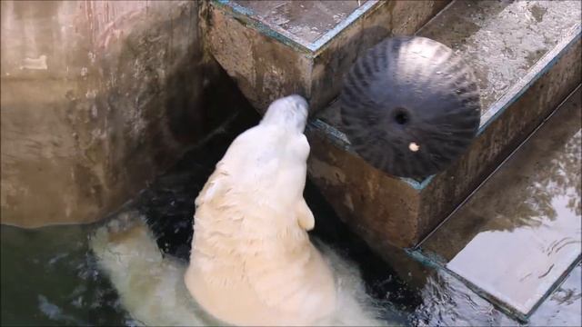 Кай очень красиво умеет играть с шарами 17.09.2025 смотреть онлайн