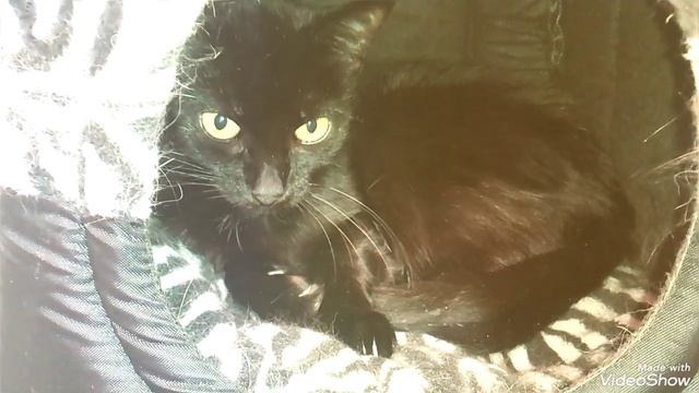 Наша суббота с 🖥️🍵с Любимка и🐈🐈🐈💗20.09.2025🌤️+20 смотреть онлайн