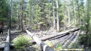 Лосиха в лесу пришла на солонец