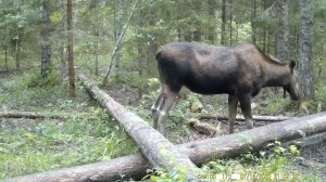 Лосиха на солонце для лося эпизод №4