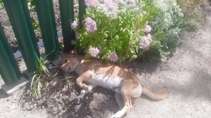 VID_20250920_115145.mp4