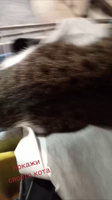 #котик напиши + когда снимишь