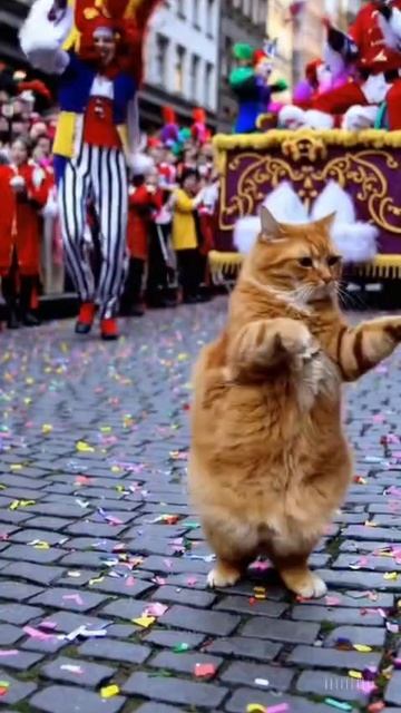 ТАНЕЦ РЫЖЕГО КОТА