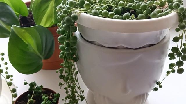 Крестовник Роули уход, размножение смотреть онлайн