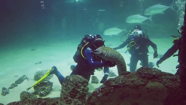 Питомцы Москвариума. Главный морской аквариум. Акулы и скаты. смотреть онлайн