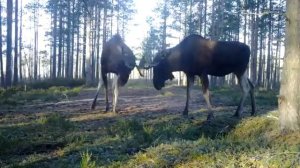 Гон у лося.Рев крик голос лося.Битва на гону трёх лосей.Животные