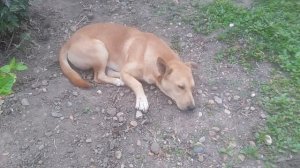 VID_20250920_123252.mp4