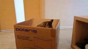 Кот и коробочка