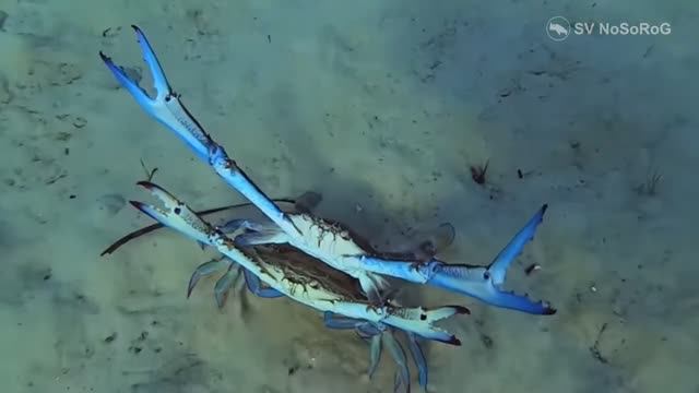 Чем отличается окраска самца и самки Голубого плавающего краба (Blue crab) — Callinectes sapidus ? смотреть онлайн