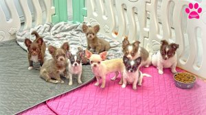 Чихуашки-очаровашки! Кто тут еще ждет своего хозяина?