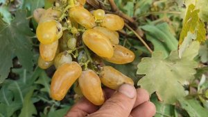 ПЕРЕСОРТ.ДОНСКОЕ КАЗАЧЕСТВО.БУДУ УТОЧНЯТЬ