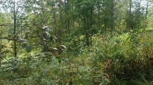 Полынь и Пижма в народной медицине.  О чём  молчат травники_
