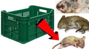 Ловушка для мышей За 3 Секунды!