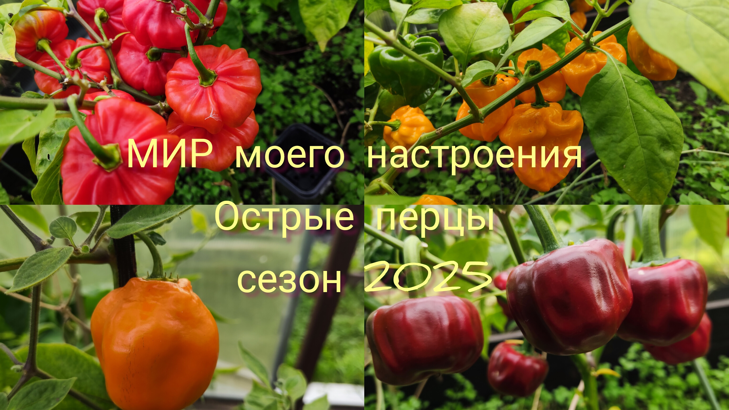 18.09.25 Дача.Острые перцы сезон 2025 смотреть онлайн