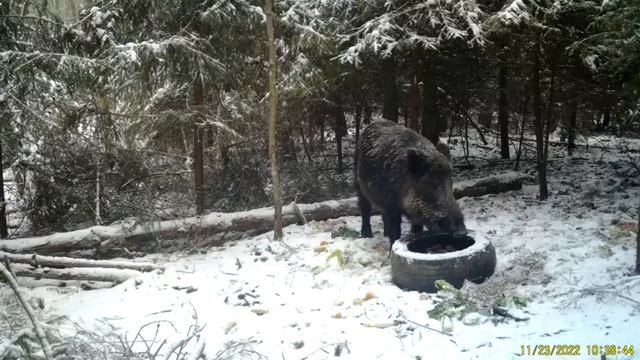Кабан секач на кормушке смотреть онлайн