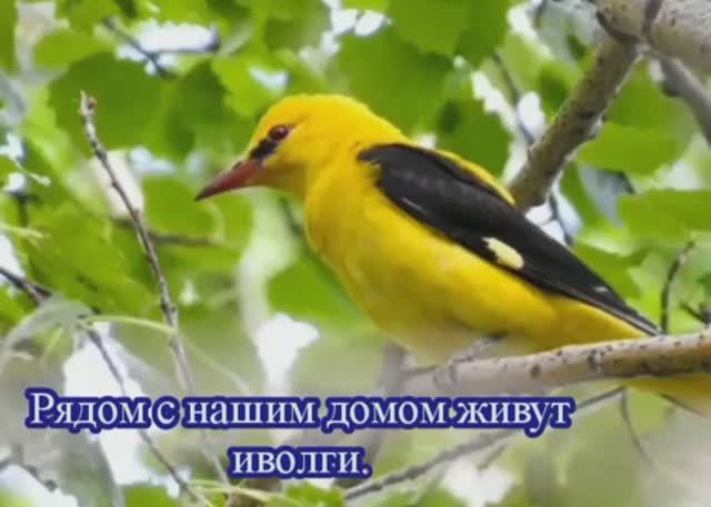 Иволги рядом. смотреть онлайн